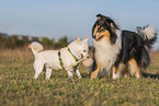 2 dogs