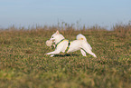 female Shiba Inu