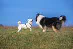 2 dogs