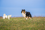 2 dogs