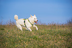 female Shiba Inu