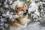 Shiba Inu Portrait
