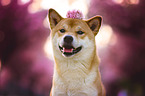 Shiba Inu in front of cherry blossoms