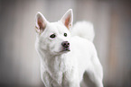 Shiba Inu