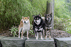 Shiba Inus