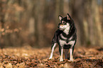 Shiba Inu