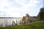 Shiba Inu