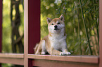 Shiba Inu