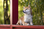 Shiba Inu