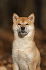 Shiba Inu