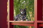 Shiba Inu