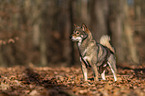 Shiba Inu