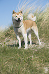 Shiba Inu