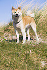 Shiba Inu