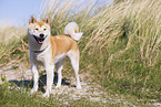Shiba Inu