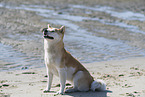Shiba Inu