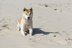 Shiba Inu