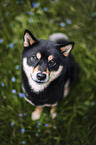 Shiba Inu