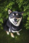 Shiba Inu
