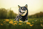 Shiba Inu