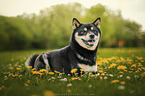 Shiba Inu