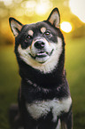 Shiba Inu