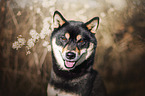 Shiba Inu