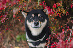 Shiba Inu