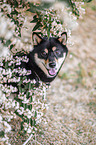 Shiba Inu