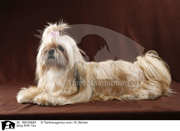liegender Shih Tzu / lying Shih Tzu / RR-09684