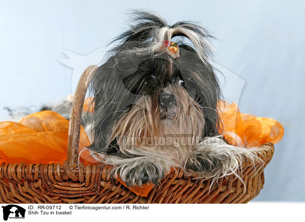 Shih Tzu im Krbchen / Shih Tzu in basket / RR-09712