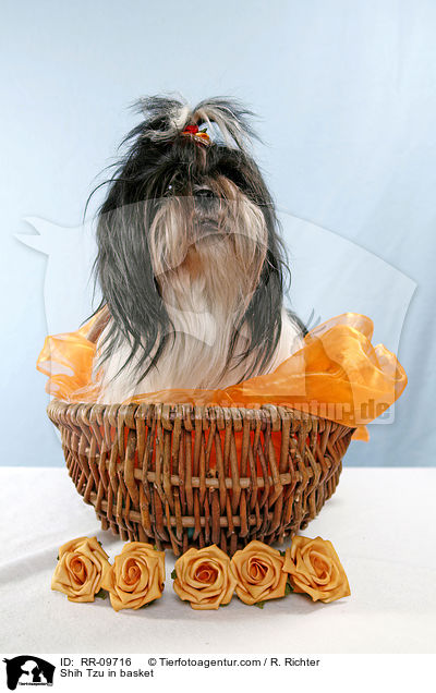 Shih Tzu im Krbchen / Shih Tzu in basket / RR-09716