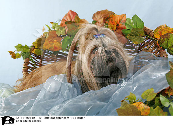 Shih Tzu im Krbchen / Shih Tzu in basket / RR-09719