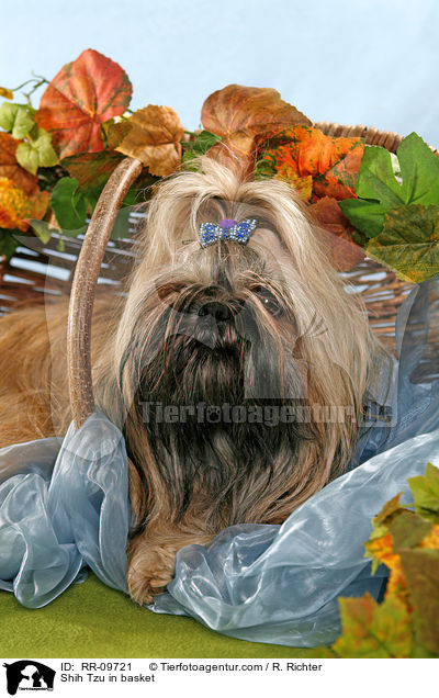 Shih Tzu im Krbchen / Shih Tzu in basket / RR-09721