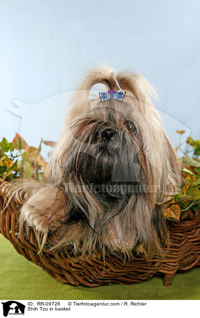 Shih Tzu im Krbchen / Shih Tzu in basket / RR-09726