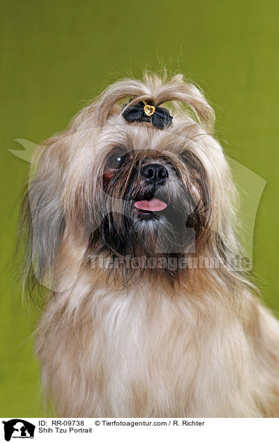 Shih Tzu Portrait / Shih Tzu Portrait / RR-09738