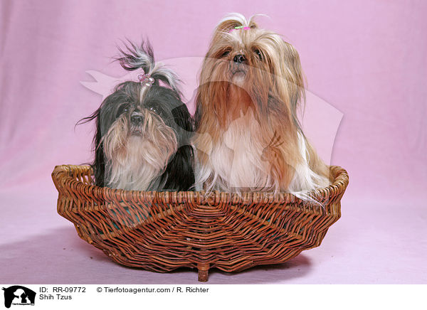 Shih Tzus / Shih Tzus / RR-09772