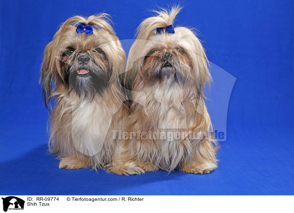 Shih Tzus / Shih Tzus / RR-09774