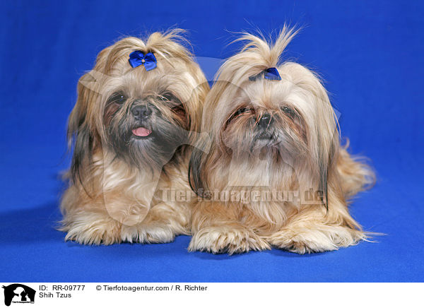 Shih Tzus / Shih Tzus / RR-09777