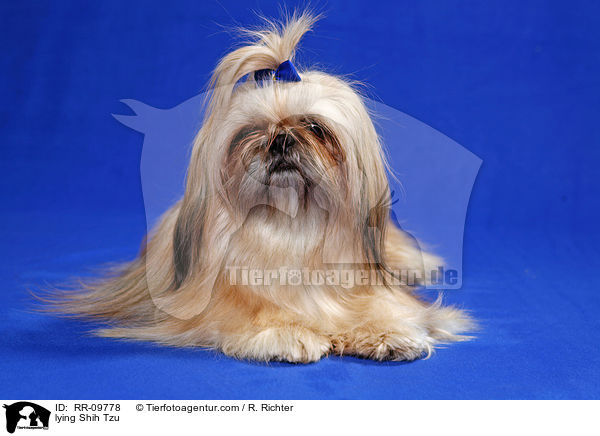 liegender Shih Tzu / lying Shih Tzu / RR-09778