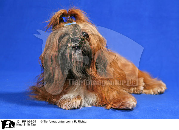 liegender Shih Tzu / lying Shih Tzu / RR-09795