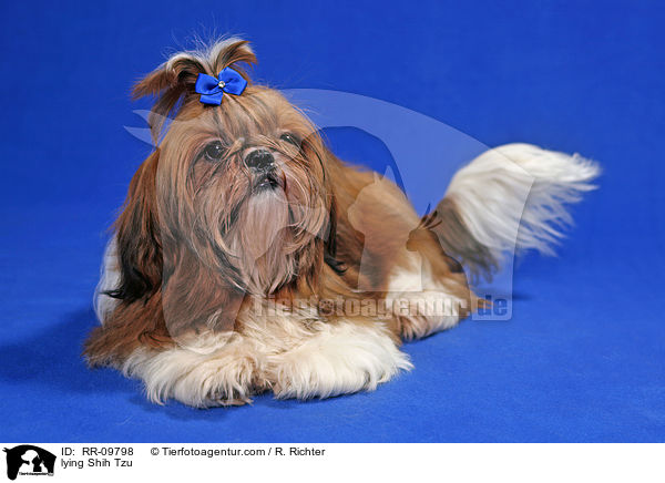 liegender Shih Tzu / lying Shih Tzu / RR-09798