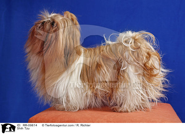 Shih Tzu / Shih Tzu / RR-09814
