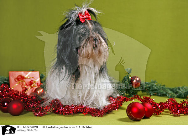 sitzender Shih Tzu / sitting Shih Tzu / RR-09820