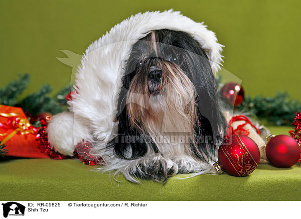 Shih Tzu / Shih Tzu / RR-09825