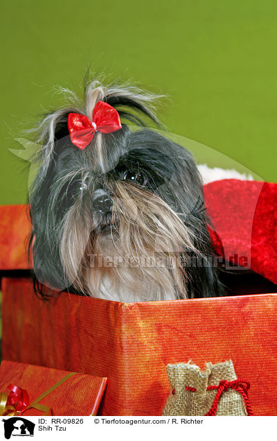 Shih Tzu / Shih Tzu / RR-09826