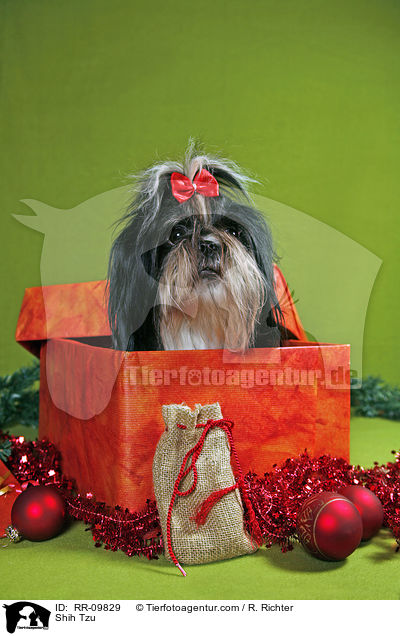 Shih Tzu / Shih Tzu / RR-09829