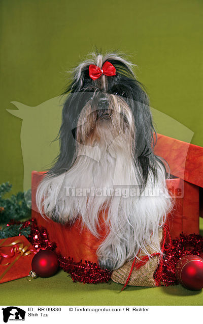 Shih Tzu / Shih Tzu / RR-09830
