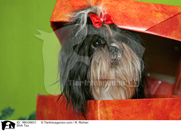 Shih Tzu / Shih Tzu / RR-09831