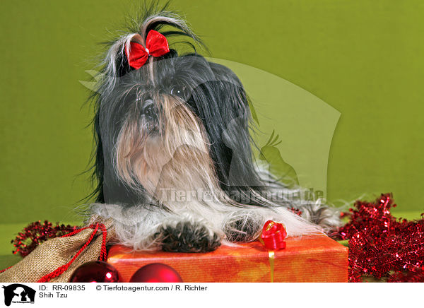 Shih Tzu / Shih Tzu / RR-09835